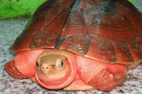 乌龟可以吃蚯蚓吗