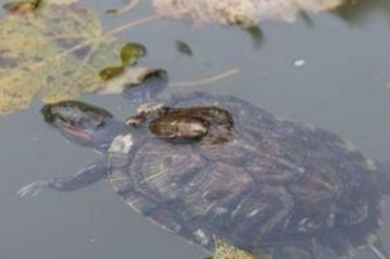 养龟水质问题怎么解决