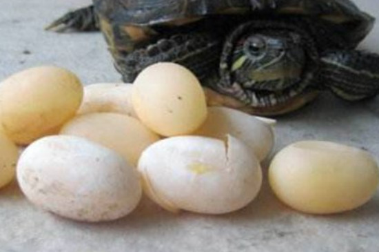 巴西龟生蛋后怎么处理