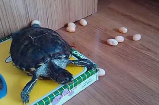 家养的乌龟下蛋了怎么办
