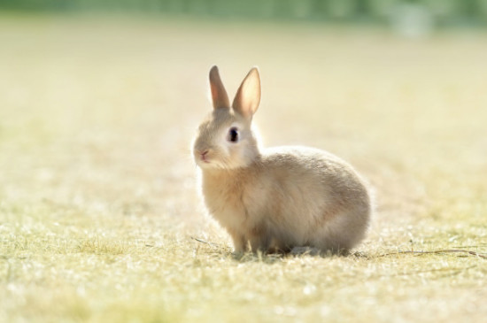 小白兔怎么养才不会死