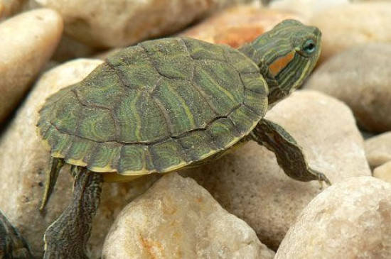 巴西龟多大可以繁殖