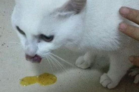 猫猫吐黄色的水是怎么回事