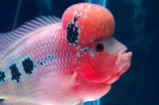 为什么鱼会咬鱼眼睛