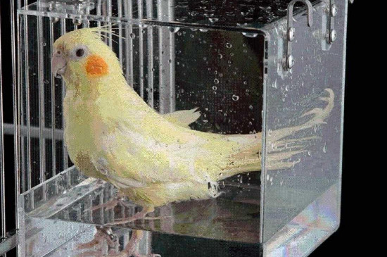 鹦鹉洗澡注意事项