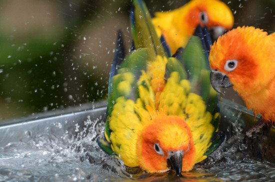 鹦鹉洗澡注意事项