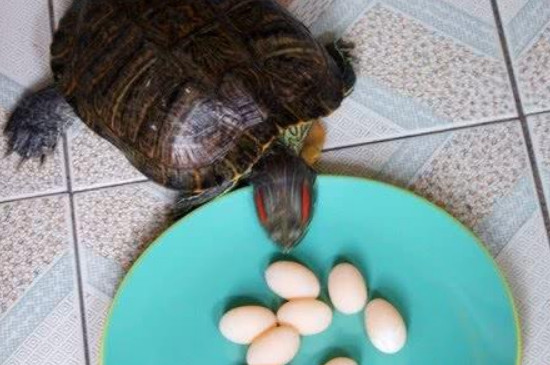 草龟蛋怎样孵化出小龟