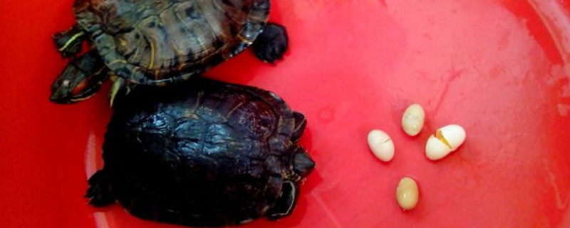 草龟蛋怎样孵化出小龟