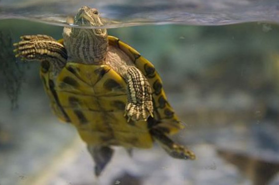 乌龟喜欢静水还是流水