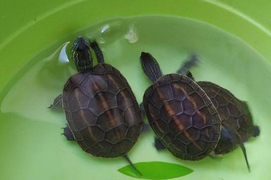 乌龟在水里能呆多久