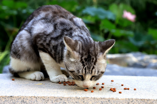 猫能吃核桃吗为什么