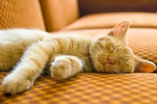 猫每天睡多少个小时
