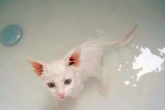 猫多大能洗澡,多久洗一次,怎么洗