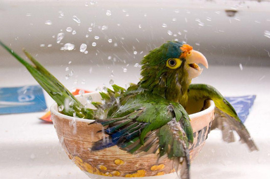 鹦鹉可以洗澡吗