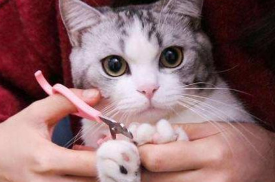 猫不让剪指甲还咬人怎么办