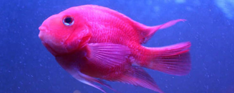 红鹦鹉鱼产卵怎么处理