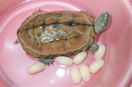 乌龟能养熟吗