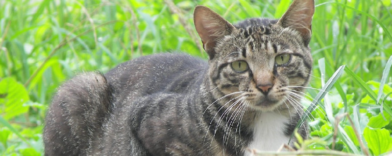 猫尾巴上有结痂一样的东西是什么