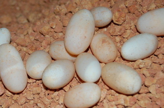 乌龟蛋孵化后期凹陷怎么处理