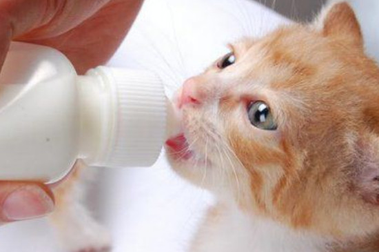 猫咪不喝羊奶粉怎么回事
