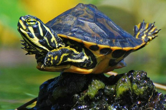 黄耳龟喜欢睡觉吗