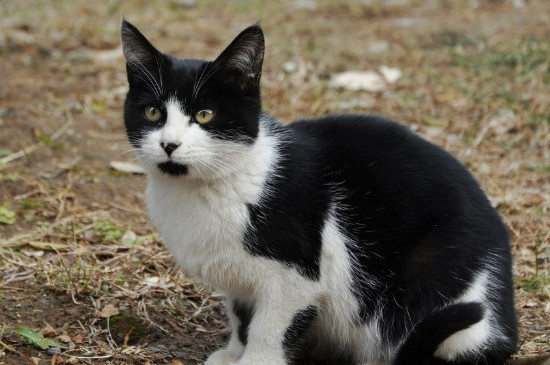 猫咪几天不排便会死掉