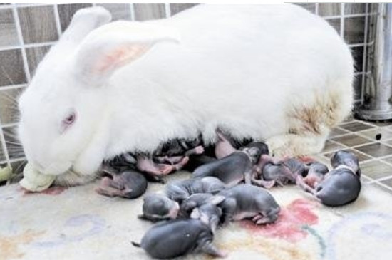 兔子怎样养殖