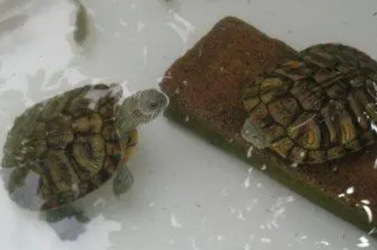 矿泉水可以养乌龟吗