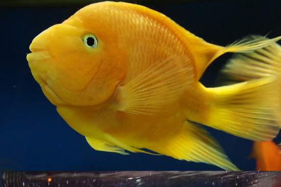 黄鹦鹉鱼和红鹦鹉鱼有什么区别