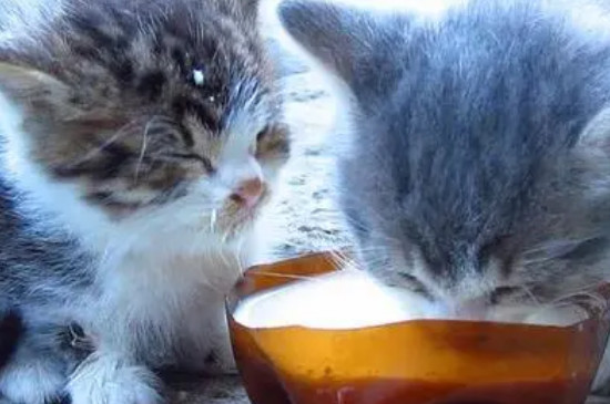 猫能喝奶粉吗
