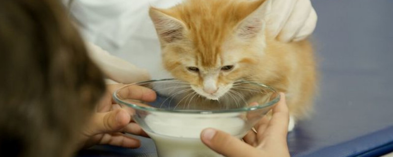 猫能喝奶粉吗