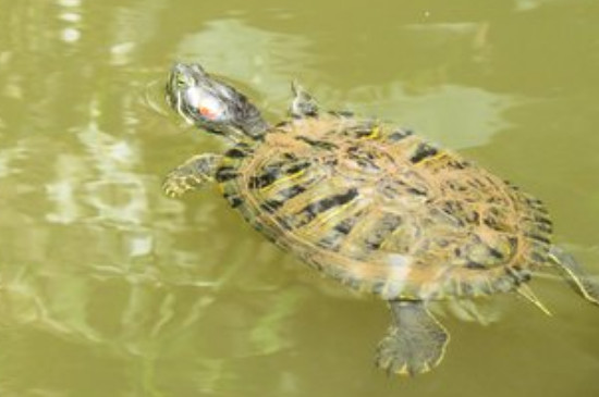 乌龟离开水能活多久