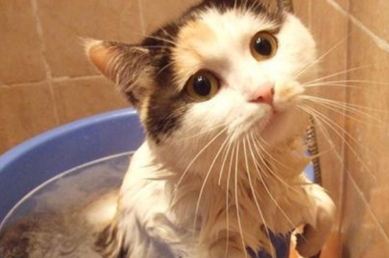 猫咪10天洗一次澡频繁吗