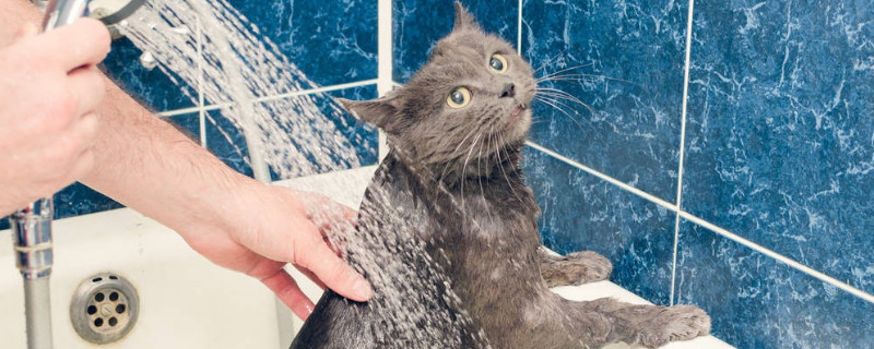 猫咪10天洗一次澡频繁吗