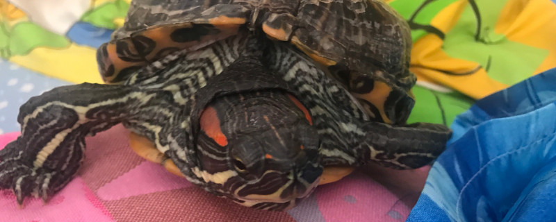 乌龟总是闭眼睛怎么回事