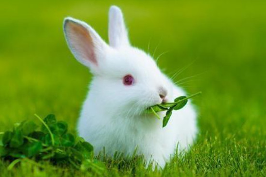兔子葡萄便怎么办