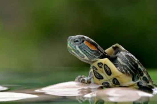 乌龟不喜欢下水怎么回事