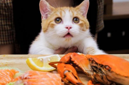 猫咪能吃螃蟹肉吗