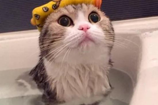 猫咪洗完澡可以驱虫吗