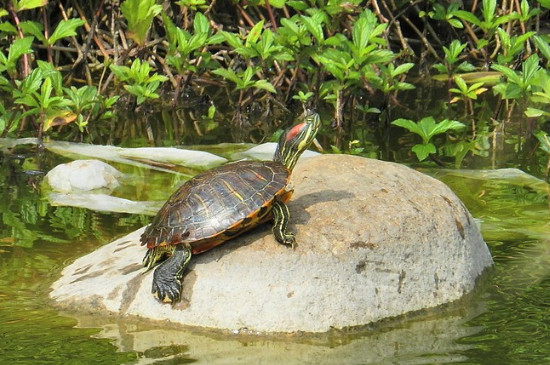 养乌龟多久换一次水