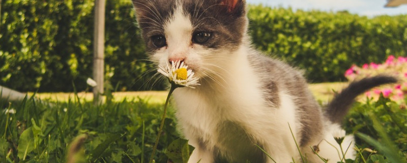 小奶猫能吃什么东西