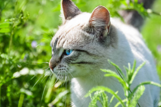 白猫蓝眼睛一定是聋子吗