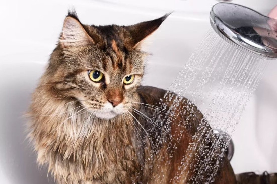 猫咪几个月可以洗澡