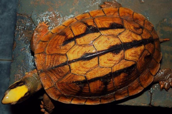火焰龟是深水龟吗