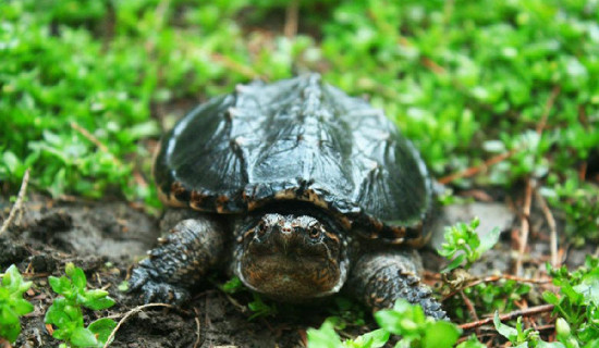 鳄龟是深水龟还是浅水龟?