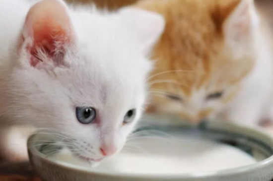 猫咪不能喝牛奶吗