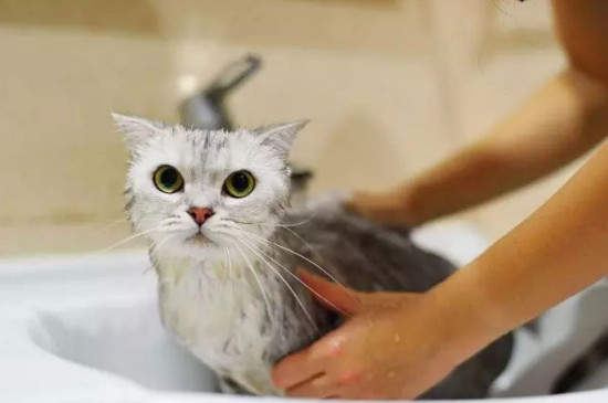 猫能不能洗澡