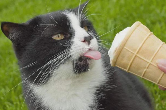 猫能吃冰淇淋吗