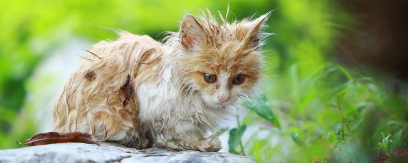 猫淋湿一宿会死吗
