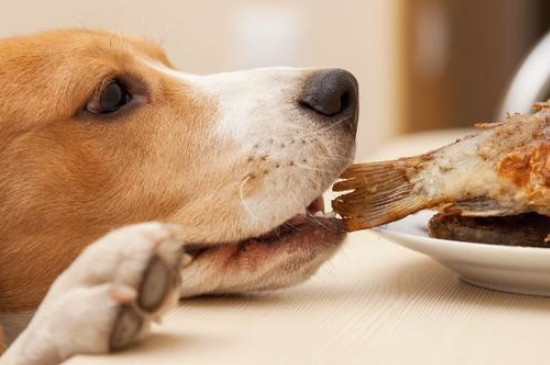 狗能吃鱼刺吗